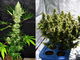 Horticulture 680W 2.9umol/J Ultraviolet Grow Light